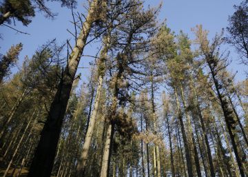 El 70% de los pinos radiata de San Sebastián están enfermos por el hongo