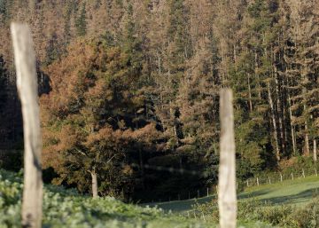 Euskadi decide fumigar con óxido cuproso miles de pinos enfermos