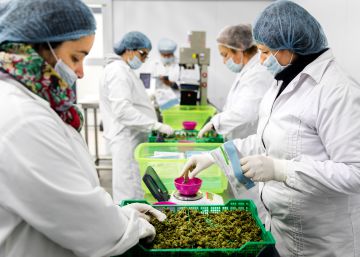 Anatomía de una legalización