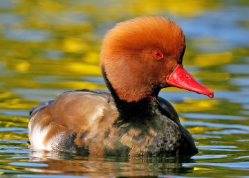 Los patos ya no necesitan volar tan lejos