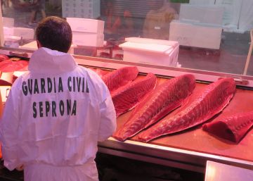 Macrooperación contra la venta de atún rojo ilegal: 79 detenidos y 80.000 kilos intervenidos