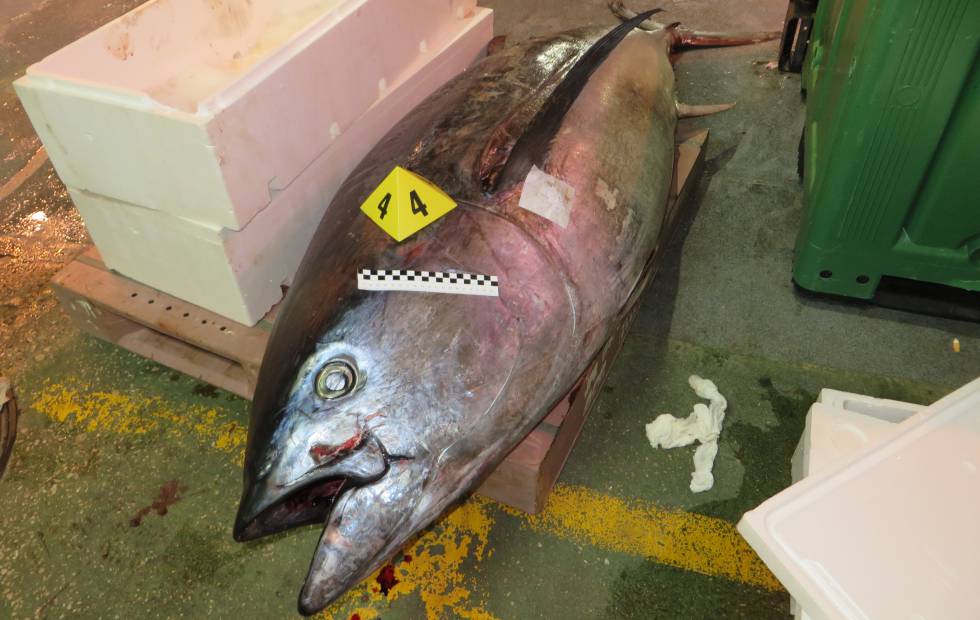 Uno de los atunes intervenidos en los registros de Mercamadrid.
