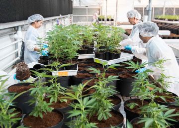 Canadá afina regras e dá início à venda legal de maconha