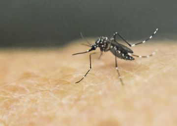 Confirmado el tercer caso de dengue contraído en España