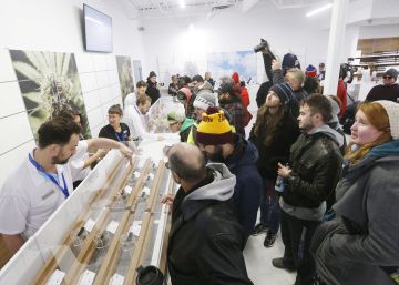 Canadá abre la puerta del mundo desarrollado al cannabis recreativo
