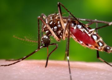 Catalunya diagnostica el primer cas de la febre del Nil en cavalls