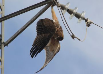 Halladas muertas más de 30 rapaces bajo una línea eléctrica en Albacete