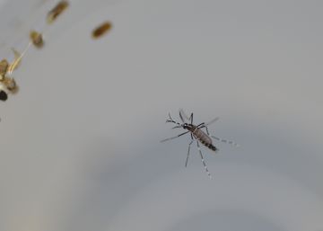 Diagnosticados dos nuevos casos de dengue autóctono en Murcia