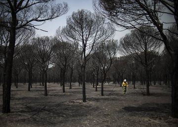 Paco Puentes, Premio Andalucía de Periodismo por una fotografía del incendio que arrasó Doñana en 2017