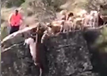 Una cacería termina con 12 perros y un ciervo despeñados en un barranco en Cáceres