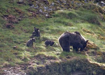 El misterio de los osos de la cordillera Cantábrica