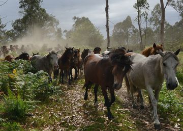 Los molinos que amenazan a los caballos salvajes