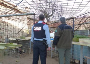 Els Mossos desmantellen una finca de cria de galls de baralla amb 200 aus mutilades