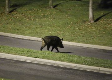 El jabalí, una plaga con riesgos para
el ser humano