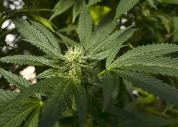 Fabricante do Marlboro entra no mercado da maconha
