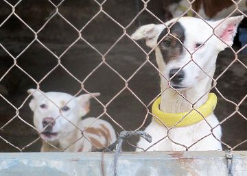 Las sentencias contra el maltrato animal se disparan un 160% en un lustro