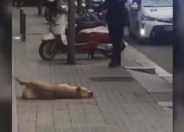 Los animalistas exigen que se investigue a un policía que abatió a un perro en Barcelona