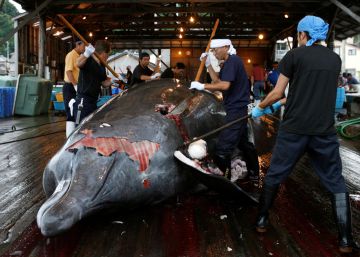 Japón reanudará la caza comercial de ballenas en 2019