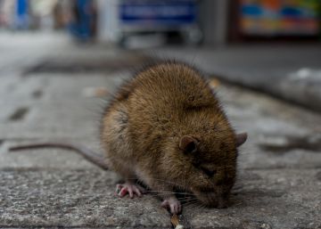 Alberta tiene a las ratas contra las cuerdas