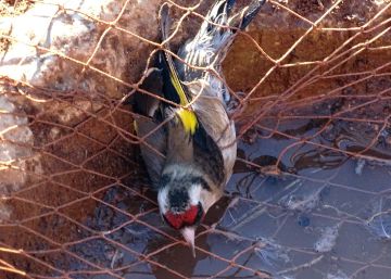 Europa pide a España el cese de la captura de aves silvestres para el canto