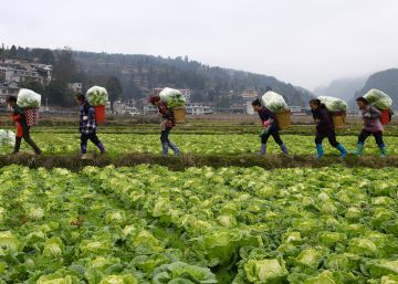 A dieta perfeita para salvar o planeta e a saúde do ser humano