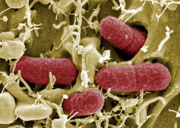 Bacterias típicamente españolas