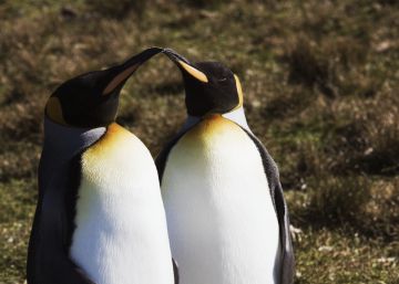 Dos pingüinos gais, los mejores padres