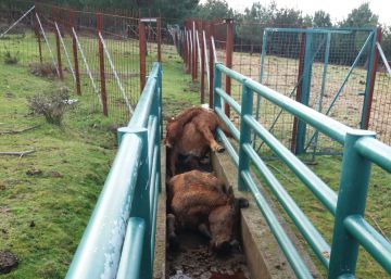 El ‘corredor de la muerte’ de cuatro yeguas salvajes en Galicia