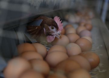 Cómo identificar el sexo de los pollos en el huevo para evitar su muerte