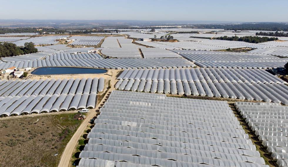 En el entorno de Doñana se creó a partir de los 80 una potente industria de la fresa.