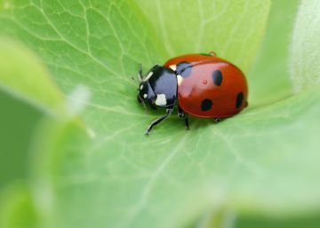 Las prácticas agrícolas abocan a los insectos a una desaparición masiva