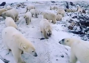 Una invasión de osos polares pone en alerta un asentamiento militar ruso