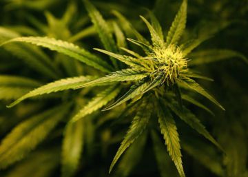Un estudio relaciona el cannabis de alta concentración de THC con brotes psicóticos