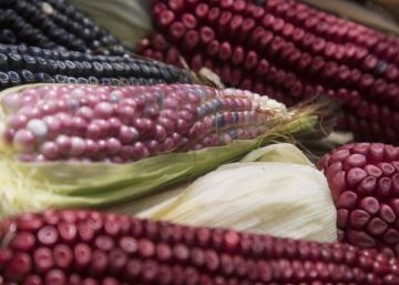 El regreso del maíz nativo frente a las harinas industriales en México