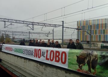 La ganadería extensiva y las carreteras acorralan al lobo