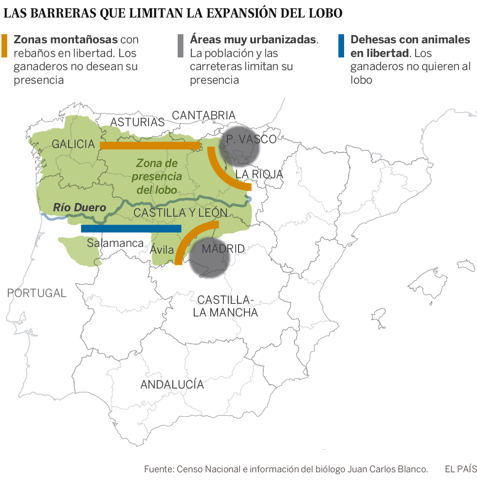 La ganadería extensiva y las carreteras acorralan al lobo