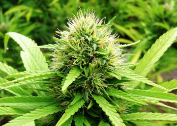 Una empresa canadiense abre la primera fábrica de cannabis medicinal en Portugal
