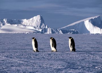 La reproducción del pingüino emperador se tambalea en la Antártida
