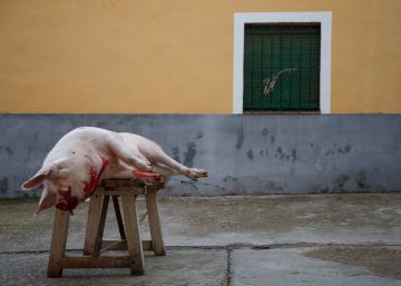 Una matanza clandestina causa el mayor brote de triquinosis en España en siete años