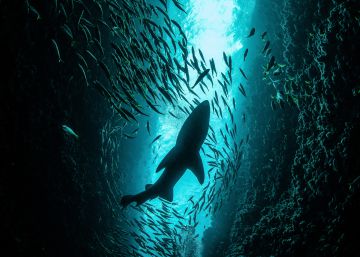 Un millón de especies, amenazadas de extinción a un ritmo sin precedentes