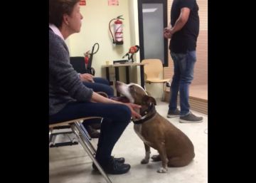 Una juez lleva a una perra como testigo en un juicio por maltrato animal
