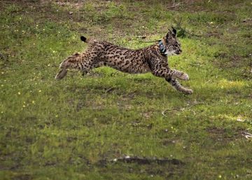 El lince ibérico se salva tras multiplicar por siete su población en libertad