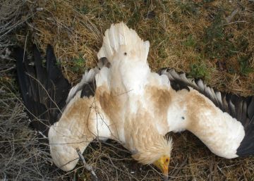 Dos años y ocho meses de cárcel por envenenar a 117 aves rapaces
