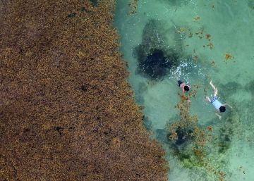 El Caribe mexicano se ahoga en sargazo