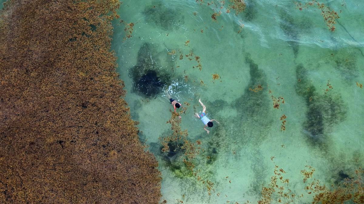 Turistas nadan entre sargazo en Playa del Carmen, en México.