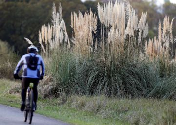 El plumero de la pampa, la planta que pasó de ser ornamental a invasora