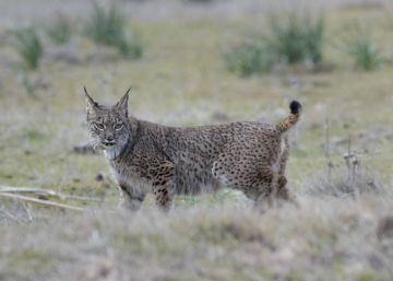 España se queda por primera vez sin fondos europeos para el lince
