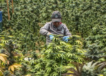 A indústria da cannabis medicinal floresce na Colômbia