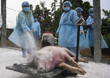 Asia intenta contener la peste porcina, que ya ha obligado a sacrificar millones de cerdos