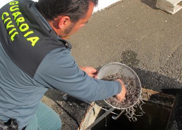 Primera condena en España para los contrabandistas de angulas
